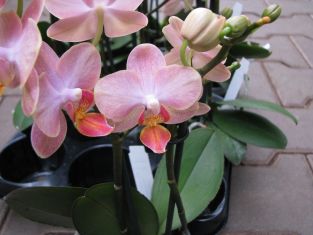 phalaenopsis "little mermaid"