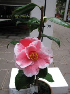 camellia "oki - no - nami" - kamélie