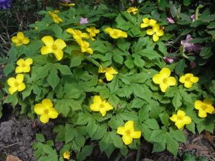 hylomecon japonica vernalis