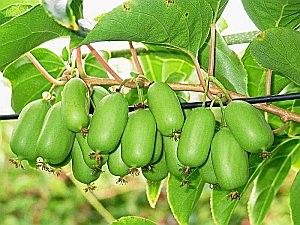 mini - kiwi