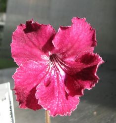 streptocarpus "krasnaya ploschad"