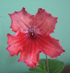 streptocarpus "ladie´s logic"