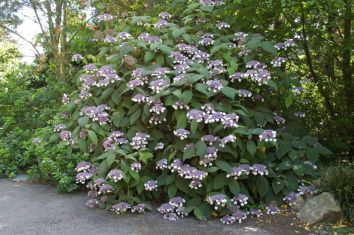 hydrangea aspera "macrophylla" - hortenzie drsná