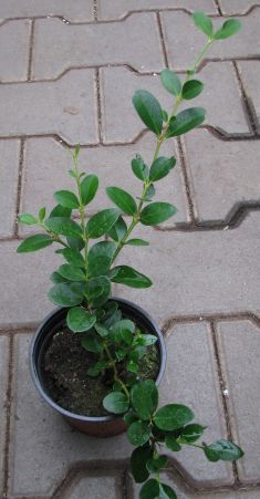 carissa macrocarpa " green carpet"