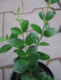 carissa macrocarpa " green carpet"