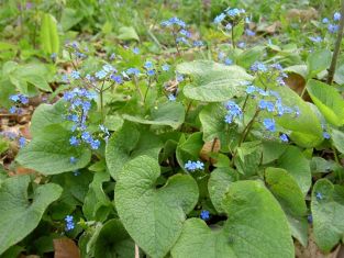brunnera macrophylla - pomněnkovec