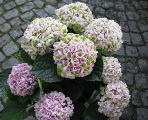 hydrangea macrophylla "revolution magical pink"