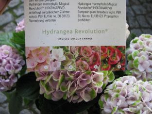 hydrangea macrophylla "revolution magical pink"
