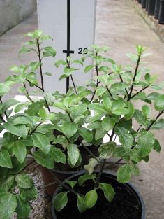 pittosporum tenuifolium " irene patterson"