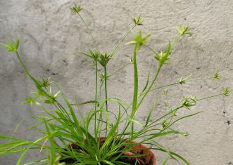 juncus repens