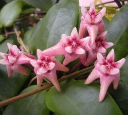hoya darwinii