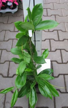 hoya incrassata