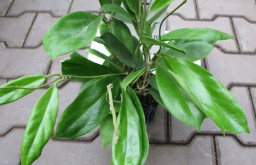 hoya incrassata