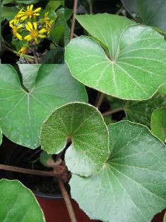 farfugium japonicum