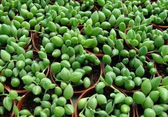 senecio herreianus