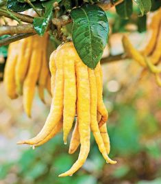 citrus medica var. sarcodactylis