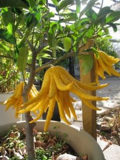citrus medica var. sarcodactylis
