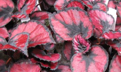 begonia "red heart" - listová begonie