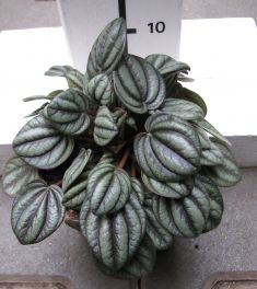 peperomia "picolo banda"