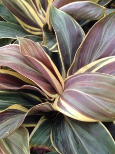 cordyline fruticosa "chocolate queen "