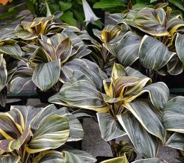 cordyline  fruticosa "chocolate queen "