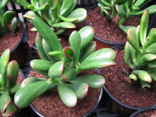 crassula ovata "giant hobbit"