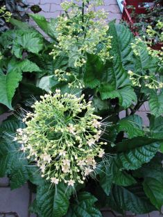 Clerodendrum pan. "yellow pagoda"