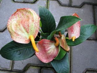 anthurium scherzerianum " amaretti"