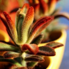 kalanchoe tomentosa " dorothy brown"