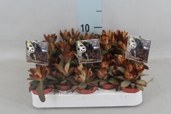 kalanchoe tomentosa " dorothy brown"