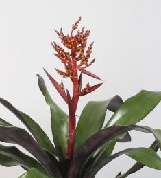 aechmea "elegant ruby"