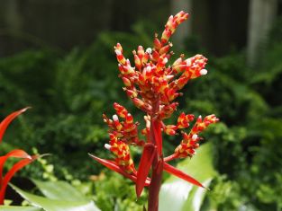 aechmea "elegant ruby"