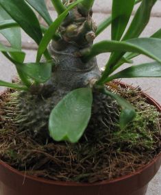 myrmecodia "adventure"