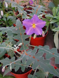 solanum pyracantha