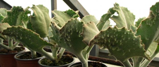 kalanchoe beharensis "fang"