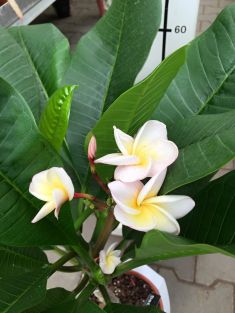 plumeria "hawaiian opal pink"