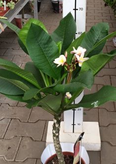 plumeria "hawaiian opal pink"