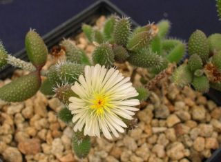 delosperma echinatum