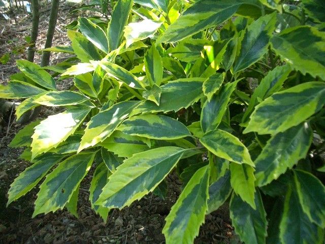 Japanische Aukube Sulphurea Marginata Aucuba japonica Sulphurea Marginata .. 