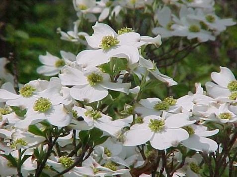 Cornus florida "rainbow"