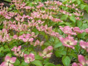 Cornus kousa "rosea" - dřín květnatý