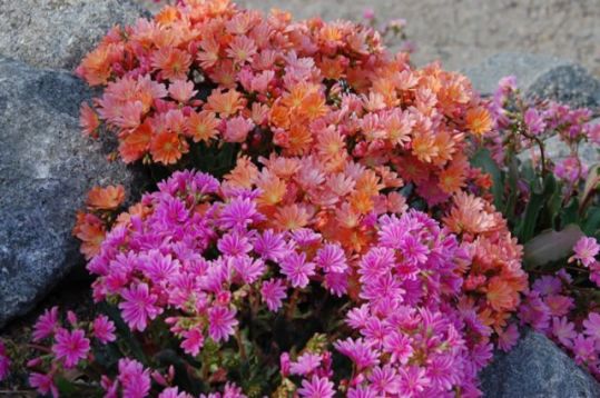 Lewisia cotydedon - levísie