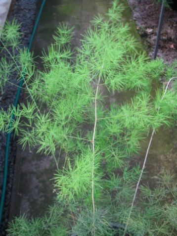 Asparagus myriocladus umbellatus