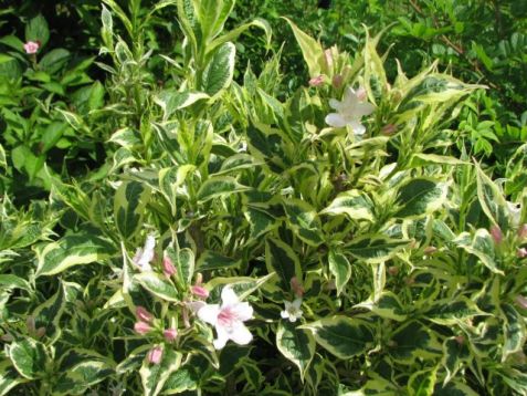 Weigela florida variegata - vajgelie panašovaná