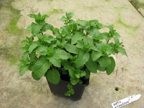Spearmint