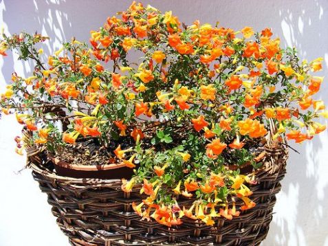 Streptosolen jamesonii