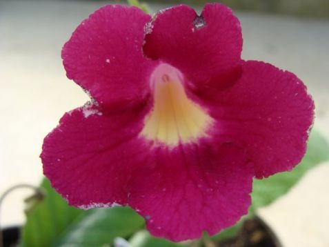 Streptocarpus "susan" - tořivka