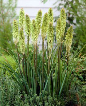 Kniphofia uvaria "green jade" - kleopatřina jehla, mnohokvět