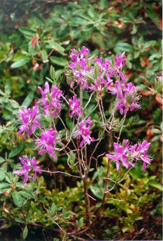 Rhododendron canadense