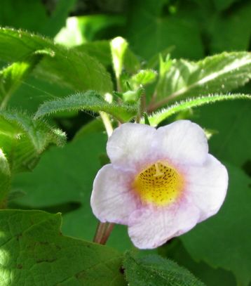 achimenes "sunburst "